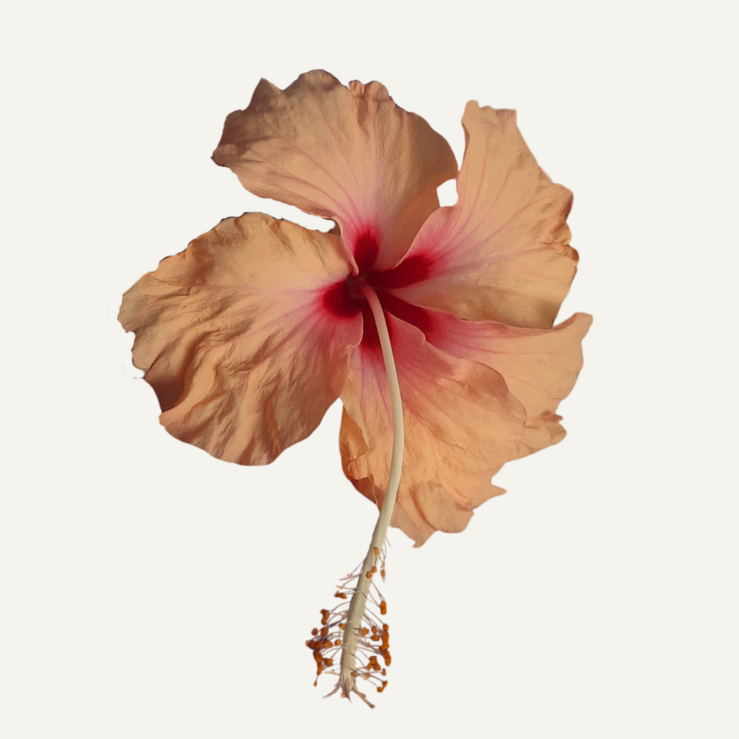Hibiskus Dainty Cream