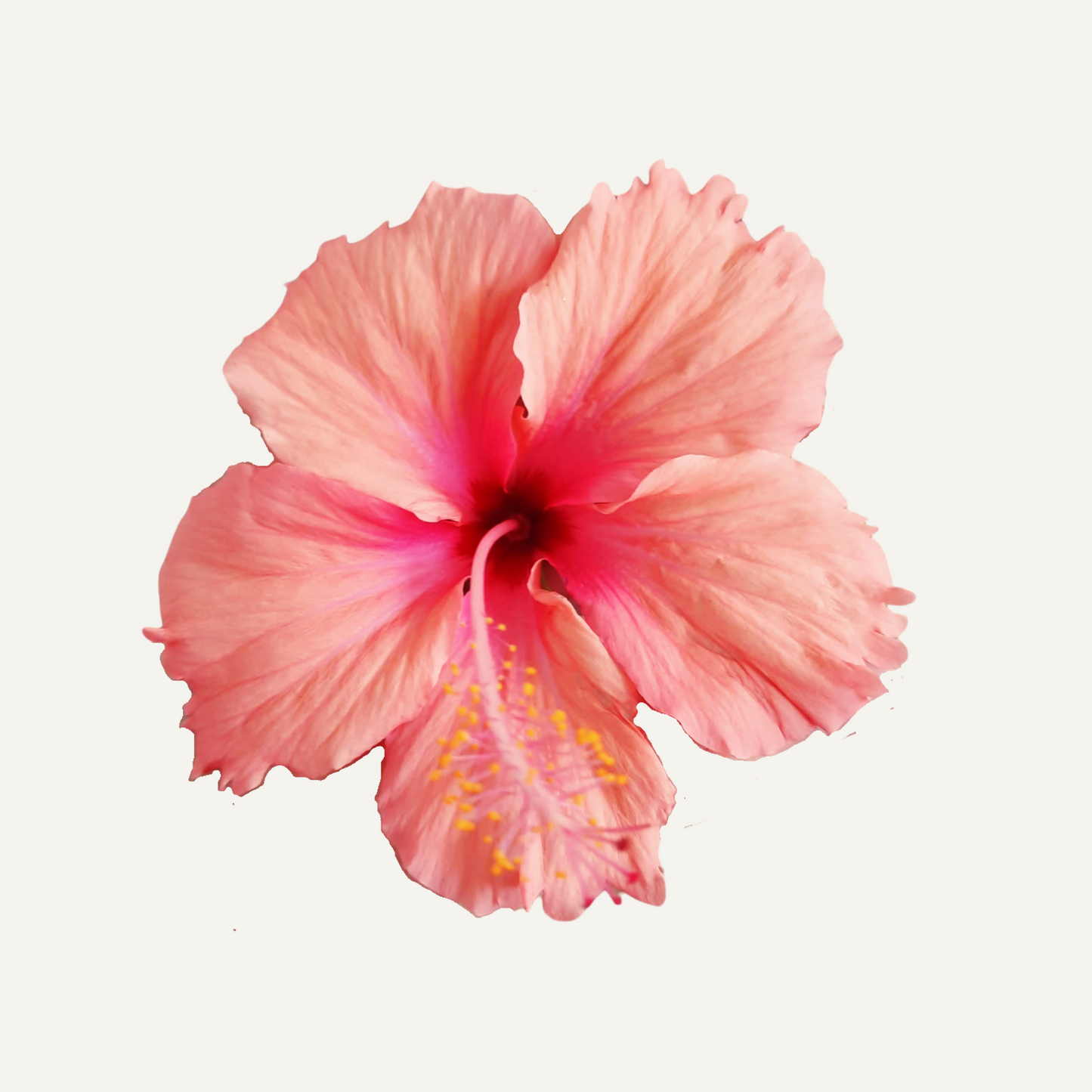 Hibiskus Dainty Pink