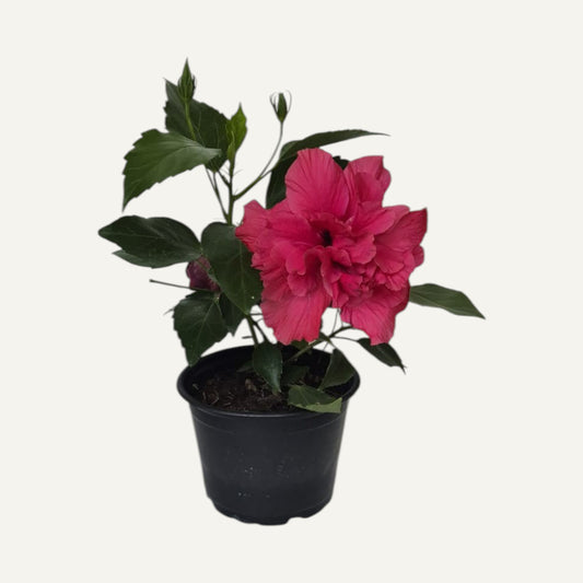 Hibiskus Cyclam Gefüllt