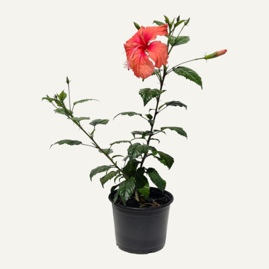 Hibiskus Dainty Pink