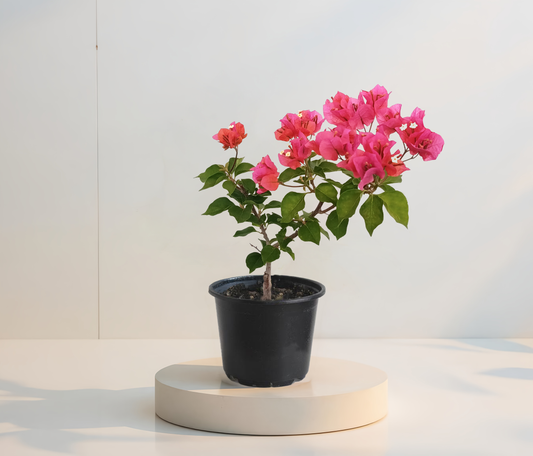 Bougainvillea