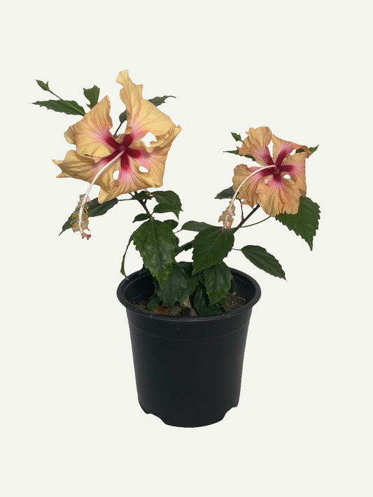 Hibiskus Dainty Cream