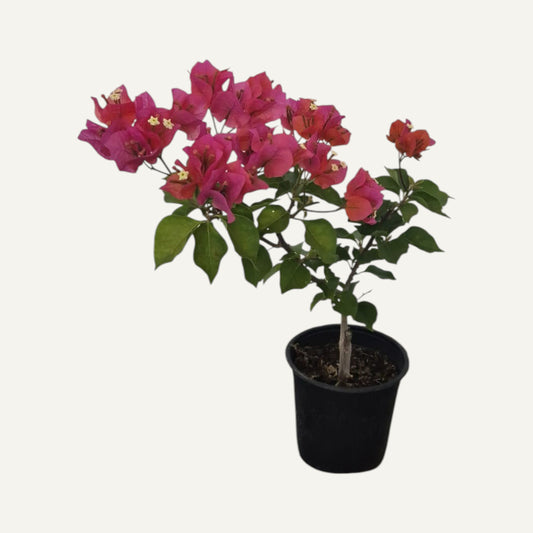 Bougainvillea