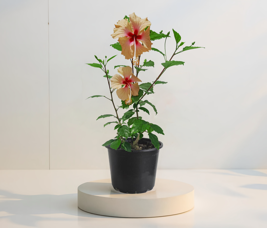 Hibiskus Dainty Cream