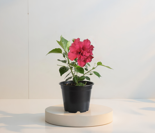 Hibiskus Cyclam Gefüllt