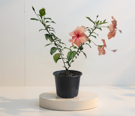 Hibiskus Dainty Pink