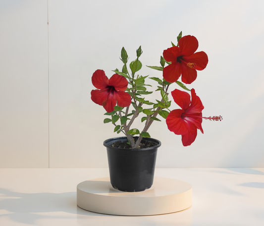 Hibiskus Einfach Rot